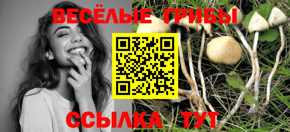 Галлюциногенные грибы мицелий  закладка  Новоалександровск  Вход с VPN 